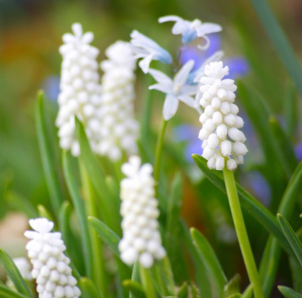 Persisk pärlhyacint Persisk pärlhyacint